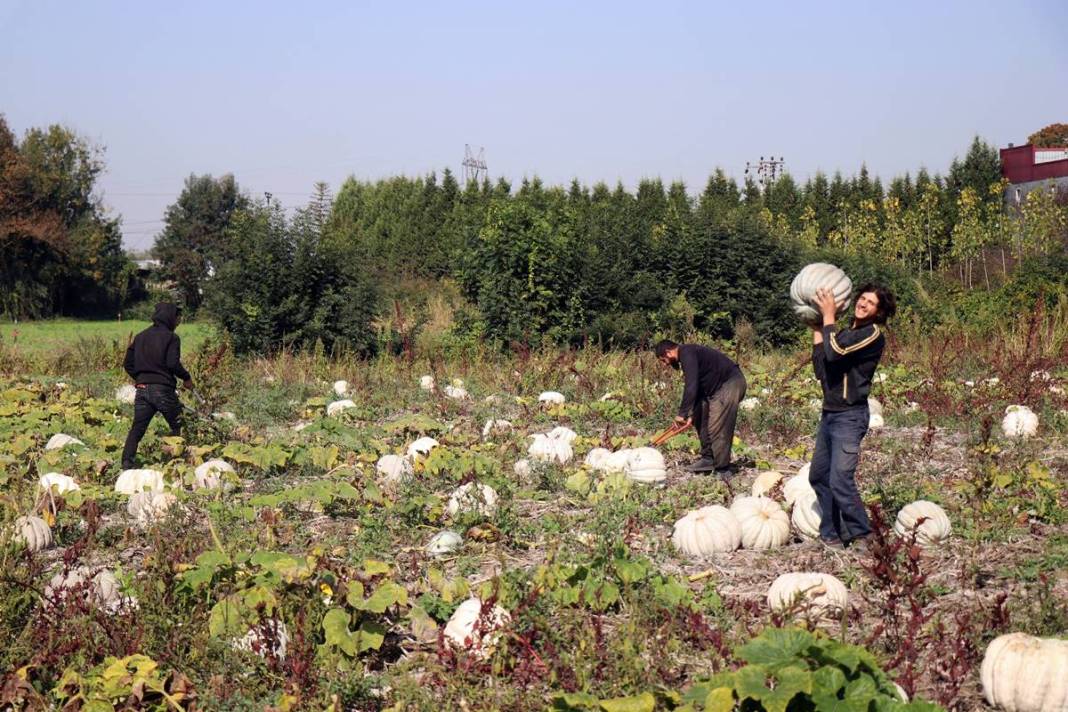O ilimizde yetişiyor: Almanlar ve İtalyanlar kapış kapış alıyor! Çorba, lokum, marmelat, reçel yapılıyor 4